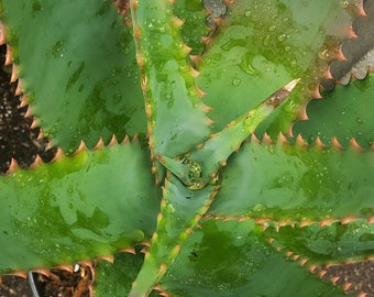 Aloe Elgonica Mt.Elgon Aloe Beautiful  Healthy and Rare Aloe