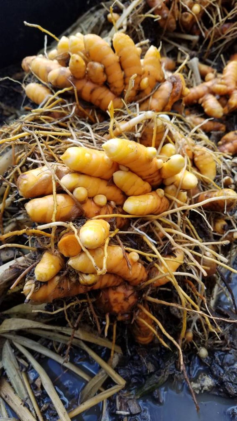 Turmeric Rhizomes Starter plants Curcuma Longa Grow your