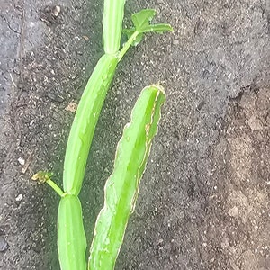 Cissus Quadrangularis Rooted Potted Plant Hadjod | Veldt Grape 시서스