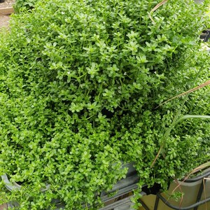 Brahmi Bacopa Monnieri Potted Plants Medinal Uses Improves Mental Clarity image 2