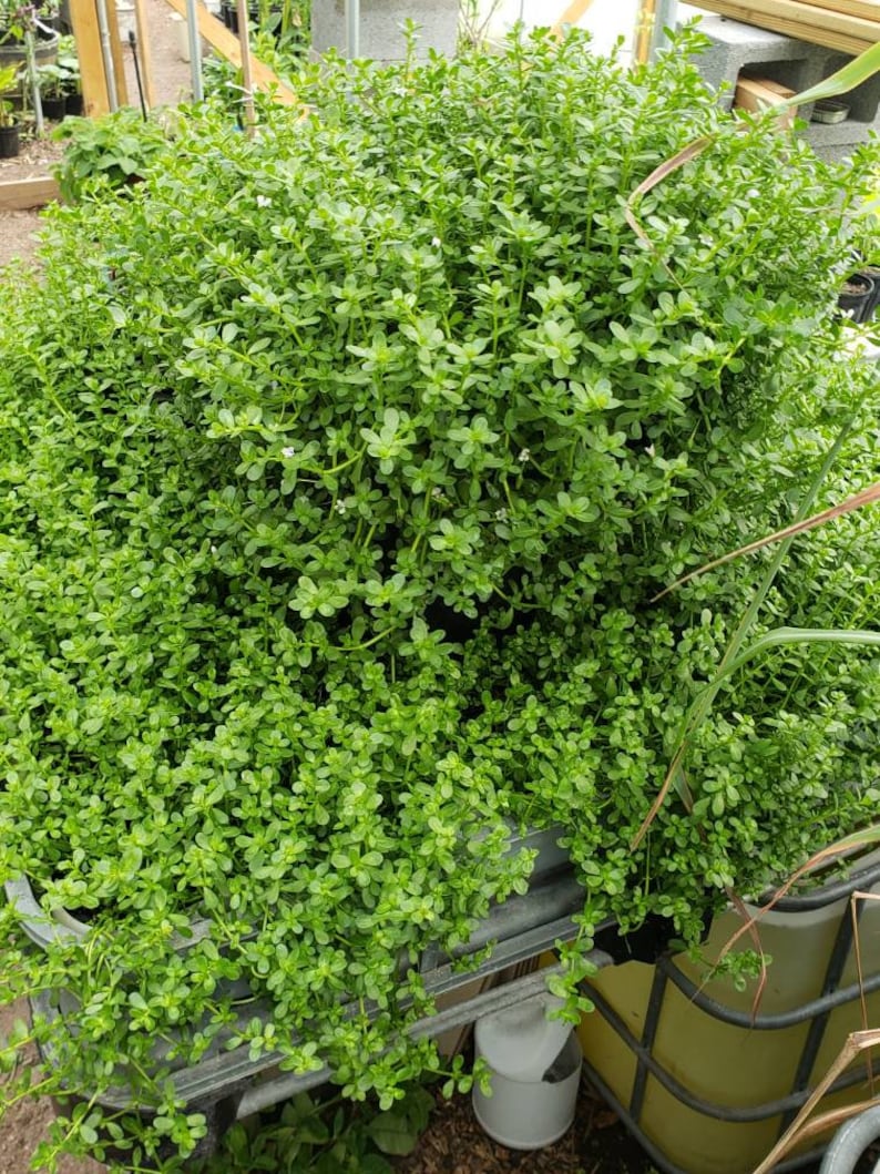 Brahmi Bacopa Monnieri Potted Plants Medinal Uses Improves Mental Clarity image 2