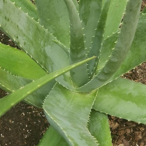 Aloe Vera Plant Large Potted image 6