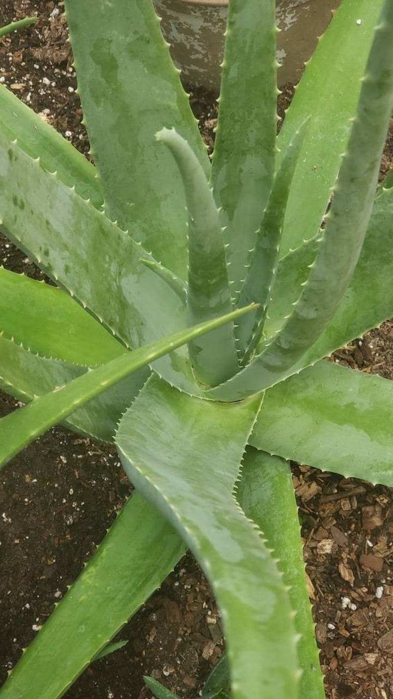 Aloe Vera Plant Large Potted image 6