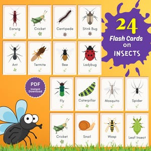 Flashcards de Exploração de Insetos - 24 Cartões 5x7 para Imprimir para Crianças de 4 a 6 Anos