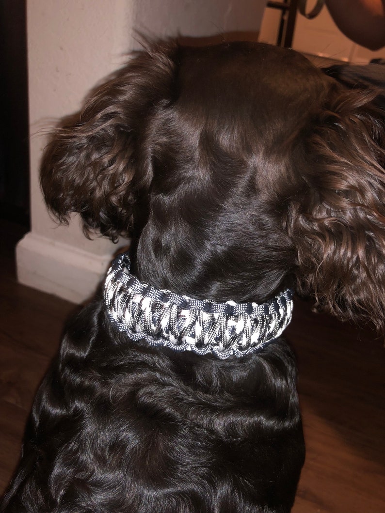 KING COBRA COLLAR