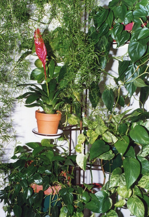 Vertical Plant Stand Etsy