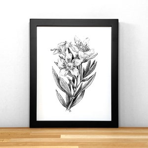 Oleander, print of black & white ink illustration