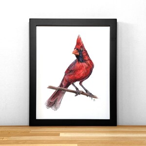 Cardenal, impresión de acuarela original