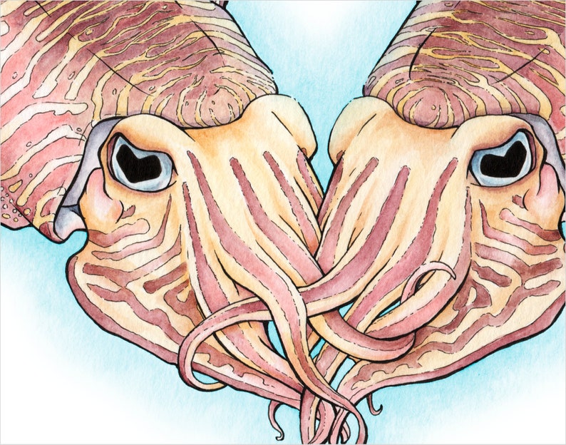 Cuddlefish, Print of Ink & Watercolor Illustration - Etsy