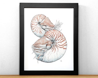 Nautiluses, print of ink & watercolor illustration