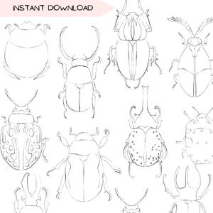 Imágenes prediseñadas de escarabajo, paquete de imágenes PNG transparentes de insectos dibujados a mano, dibujo de contorno de naturaleza minimalista, imágenes prediseñadas de animales para camisetas y manualidades