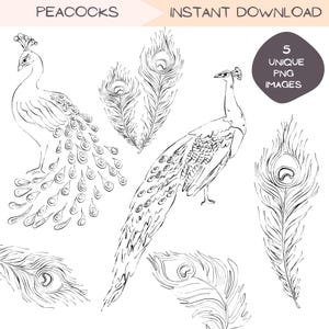 Pfau Clip Art Bundle, Jugendstil Hand gezeichnet Natur Line Art Clipart, Feder Skizze Handgezeichnete Illustration, transparente PNG Designs