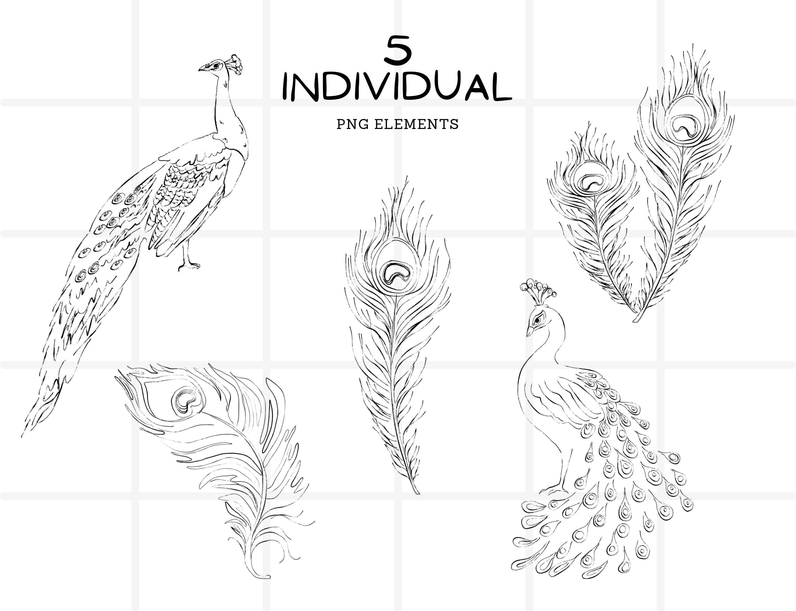 Peacock Line Art Clipart Bundle, Feather Hand-drawn Design, PNG Digital  Download Sketch, Printable Wall Art, Bird Illustration Print - Etsy, image size:2700x2075
