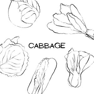 Może przedstawiać: Czarno-biały rysunek linii przedstawiający liście i główki kapusty. Słowo "CABBAGE" jest napisane pogrubioną czcionką bezszeryfową. Ilustracja przedstawia różne kształty kapusty.