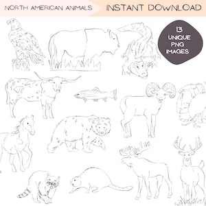 Bundle d'art clipart animaux américains, nature PNG dessinés à la main, bison d'Amérique du Nord illustration croquis, dessin au trait Clipart transparent