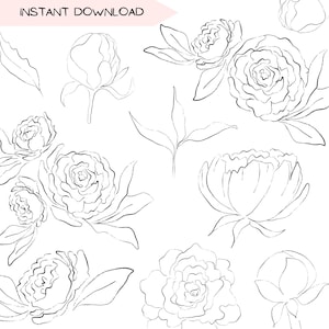 Peony Clipart Bundle: Hand Drawn Floral Line Art (PNG Digital Download)
