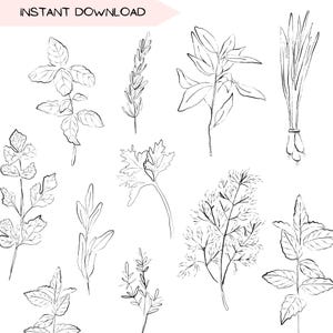 Bundle d'art clip herbes fraîches, jardinage fichiers PNG Transparents, aliments épices et cuisine dessinés à la main, téléchargement numérique