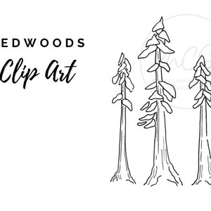 Imágenes prediseñadas de árbol de secuoya, arte de línea de tinta PNW, ilustración botánica dibujada a mano, arte forestal minimalista moderno en blanco y negro, PNG