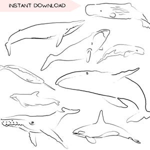 Walvis clip art bundel, handgetekende orka illustratie schets zeer fijne tekeningen, oceaan clipart voor doe-het-zelfcadeaus, blauwe vinvis eenvoudig transparant png-ontwerp