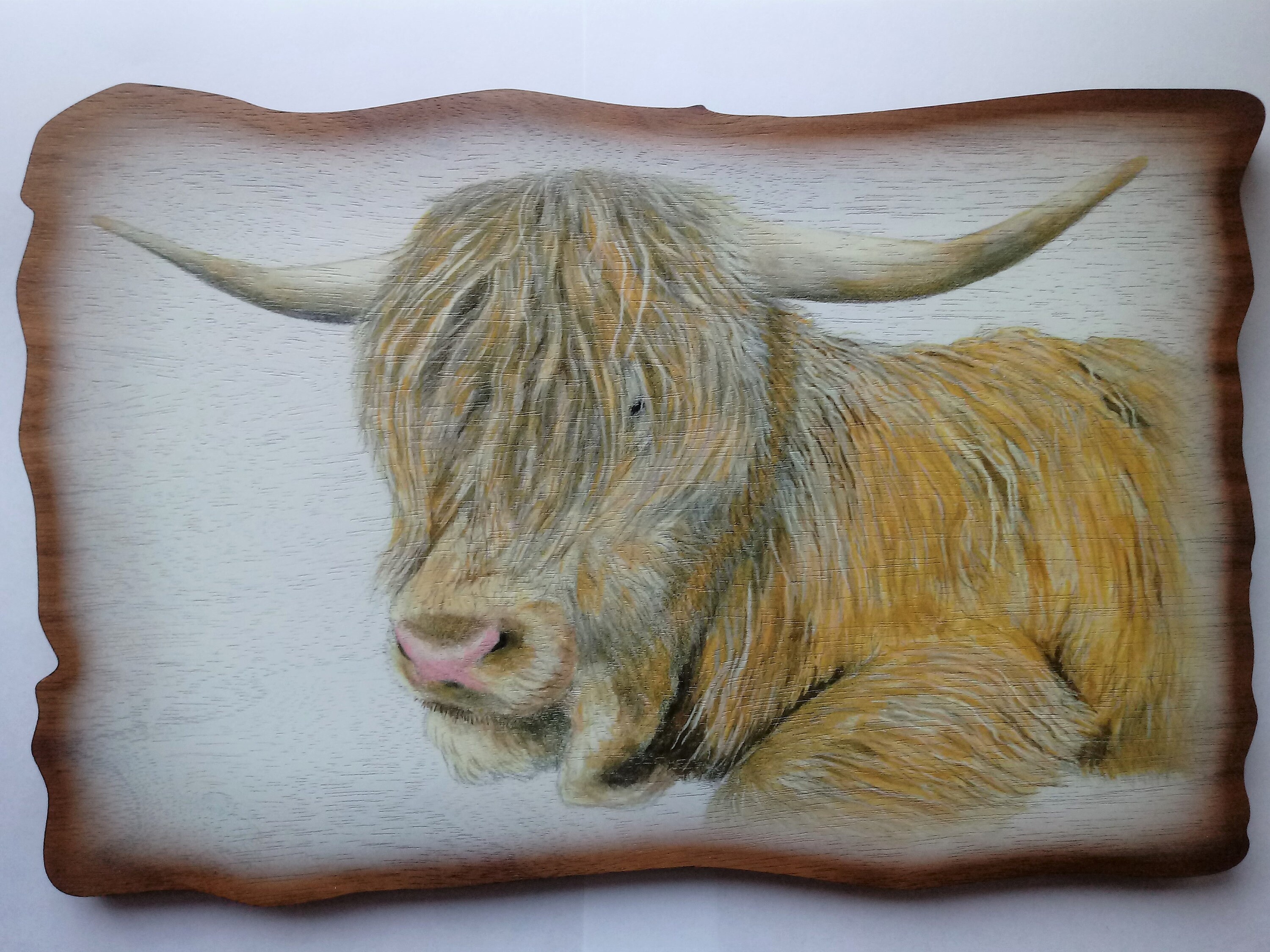Hamish the Highland Cow Wall Plaque