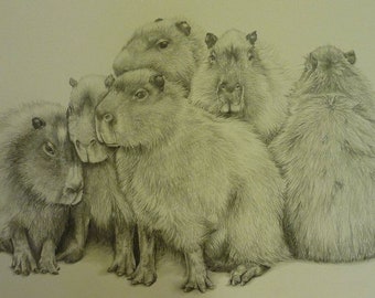 Original Framed Drawing of Capybara