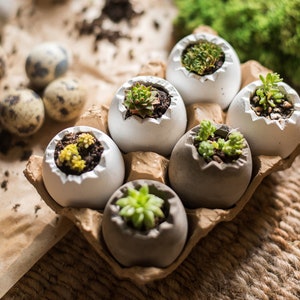 May include: Six small succulent plants are potted in white and grey egg-shaped containers. The containers are arranged in a cardboard egg carton.