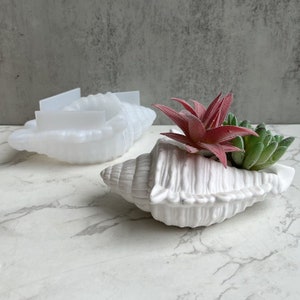 May include: Two white seashell planters, one with a pink and green succulent plant. The seashells are smooth and have a natural texture.