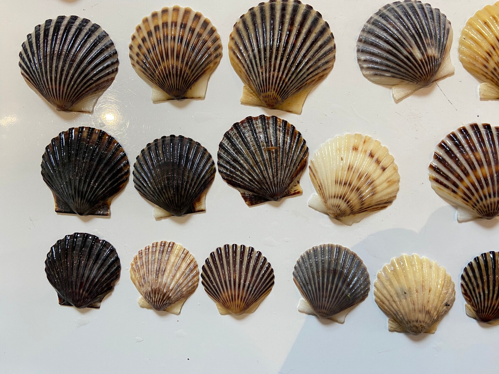 Bay Scallop Shells From Cape Cod Beach Craftsshell Artfairy Etsy UK