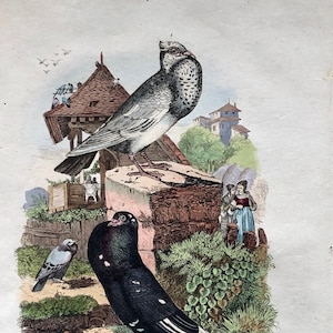 Six Antique Hand Coloured Lithographs 1830s From a French Dictionary Breeds of Pigeon. Engraved by Du Carre. Size: 28. X 18 cms. image 1