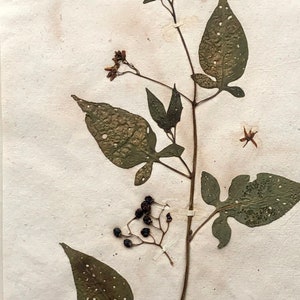 Bittersweet. Pressed Flowers. A Genuine Antique French Herbier. With Beautiful Script. Late 19th Century. Size: 40.4 x 24.2 cms.
