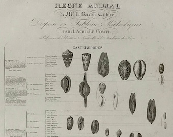 An Antique Poster Sized Engraving of Shells. (1827) From Le Regne Animal by Baron Cuvier.  Drawn by Comte. Engraved by Remond. 57.5 x 83cms.