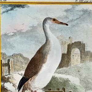 Könnte beinhalten: Eine Vintage-Illustration eines weißen und braunen Vogels mit langem Hals und langem, spitzem Schnabel. Der Vogel steht auf einem Felsen in der Nähe eines Gewässers. Die Illustration ist von einem gelben Rahmen umgeben und enthält den Text "LE. PLONGEON."