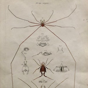 May include: A vintage illustration of a harvestman, also known as a daddy long legs, with detailed drawings of its body parts. The illustration is in black and white with some brown and red accents. The text "Phalangium" is printed below the illustration.