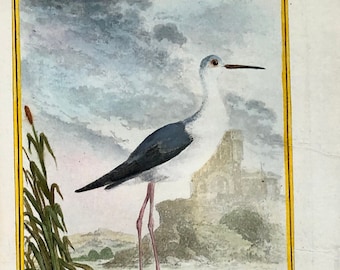 L'Echasse. Un grabado original coloreado a mano de "L'Histoire Naturelle Des Oiseaux" Buffon. C.1780. Casi buen estado. 27 x 20 cm.