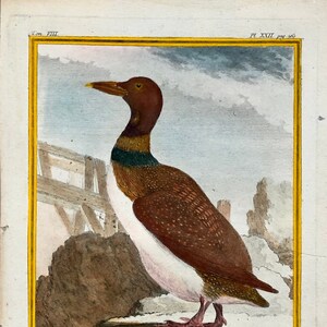 Könnte beinhalten: Eine Vintage-Illustration eines braunen und weißen Vogels mit langem Hals und einem grünen Streifen auf der Brust. Der Vogel steht auf einem Felsen mit Wasser im Hintergrund. Das Bild ist mit "L'IMBRUM - GRAND PLONGEON DE LA MER DU NORD" betitelt.