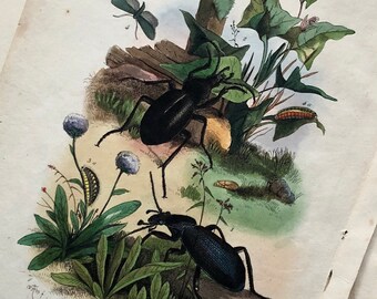 Three Antique Prints (1830s) From a French Dictionary Featuring Beetles, Plants and Other Creatures. Size: 28. X 18 cms.
