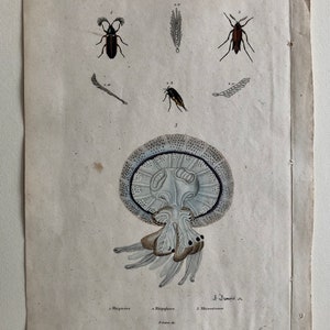 Three Antique Prints From a French Dictionary.  A Squid, a Jellyfish, a Crab, Shells, Insects. Hand coloured Lithographs. Size: 29 x 18 cms.