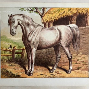 荷馬車馬。パプ・カルパンティエ夫人の『家畜動物』からの大型クロモリトグラフ版画。1872年制作。サイズ：24.5 x 21.5 cm。