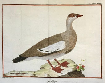 Oye d’Egypte.  An Original Engraving of an Egyptian Goose by Francois-Nicholas Martinet. Hand coloured. Dated 1770. Size: 25 x 35.5cms.