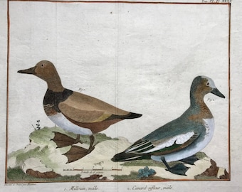 Millouin-man. Canard-siffleur. Gravures van sneeuweenden en fluiteenden door Martinet. Handgekleurd. Gedateerd 1770. 25 x 35,5 cm.