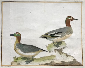 Petit Sarcelle, man. Sarcelle de Ferroe.  Gravures van Sarcelle Ducks door Martinet. Hand gekleurd. Gedateerd 1770.  24,5 x 33,5 cm.