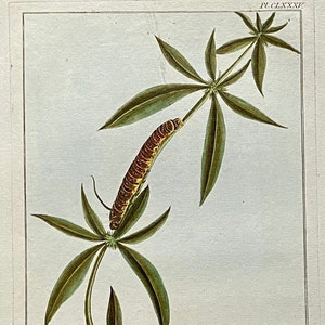 Puede incluir: Ilustración botánica antigua que muestra una planta con hojas verdes en forma de estrella y una oruga marrón y amarilla. La obra de arte está enmarcada dentro de un borde rectangular sobre papel color crema.