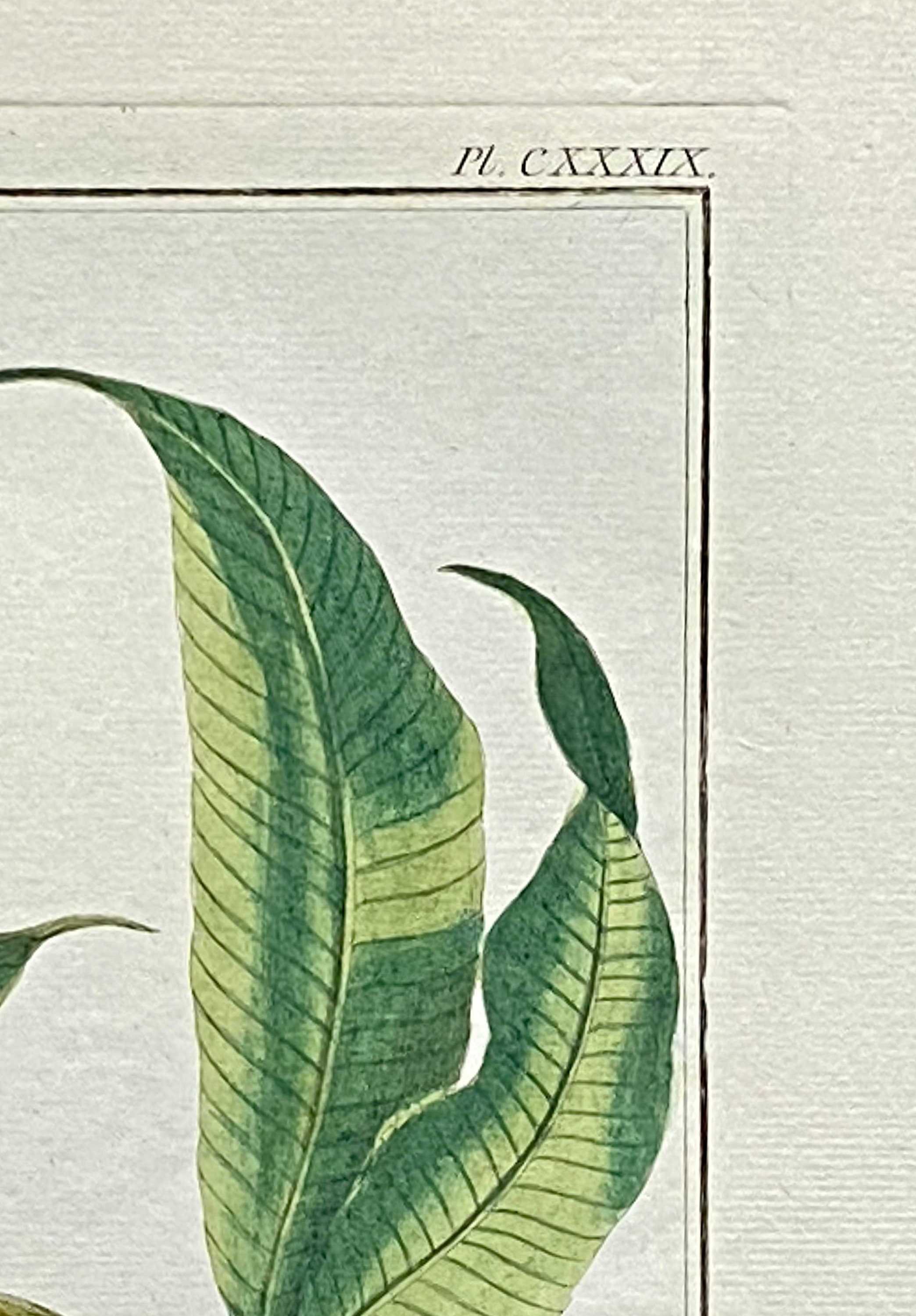 Mimosa Contorta. an Original Hand Coloured Copper Plate Engraving by