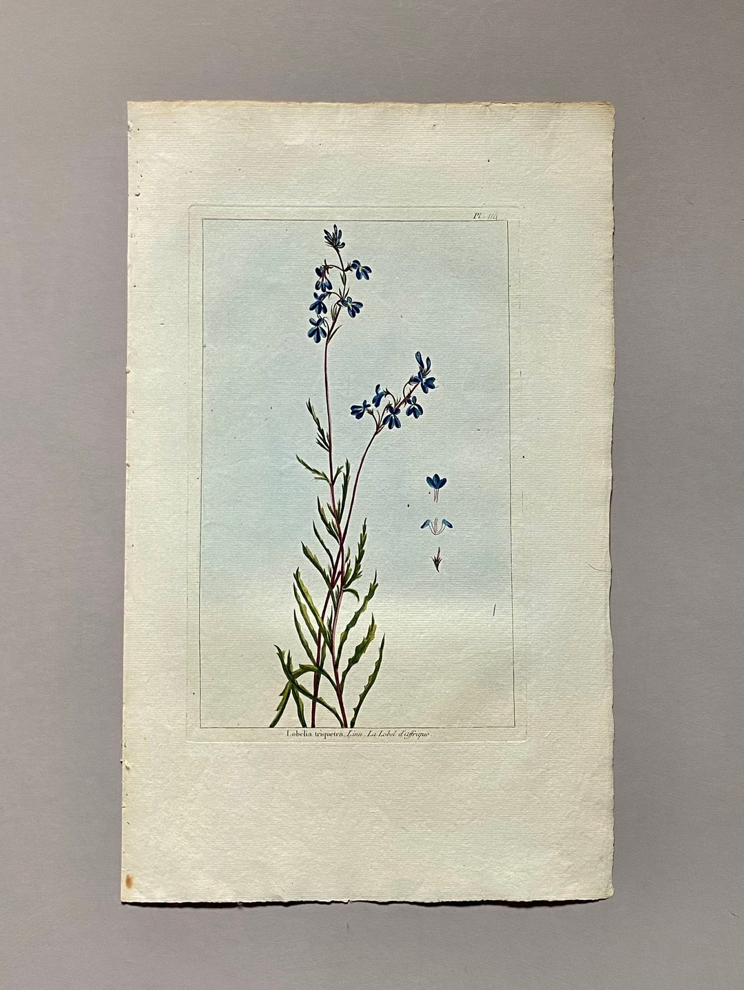 Lobelia Traquetra. an Original Hand Coloured Copper Plate Etsy