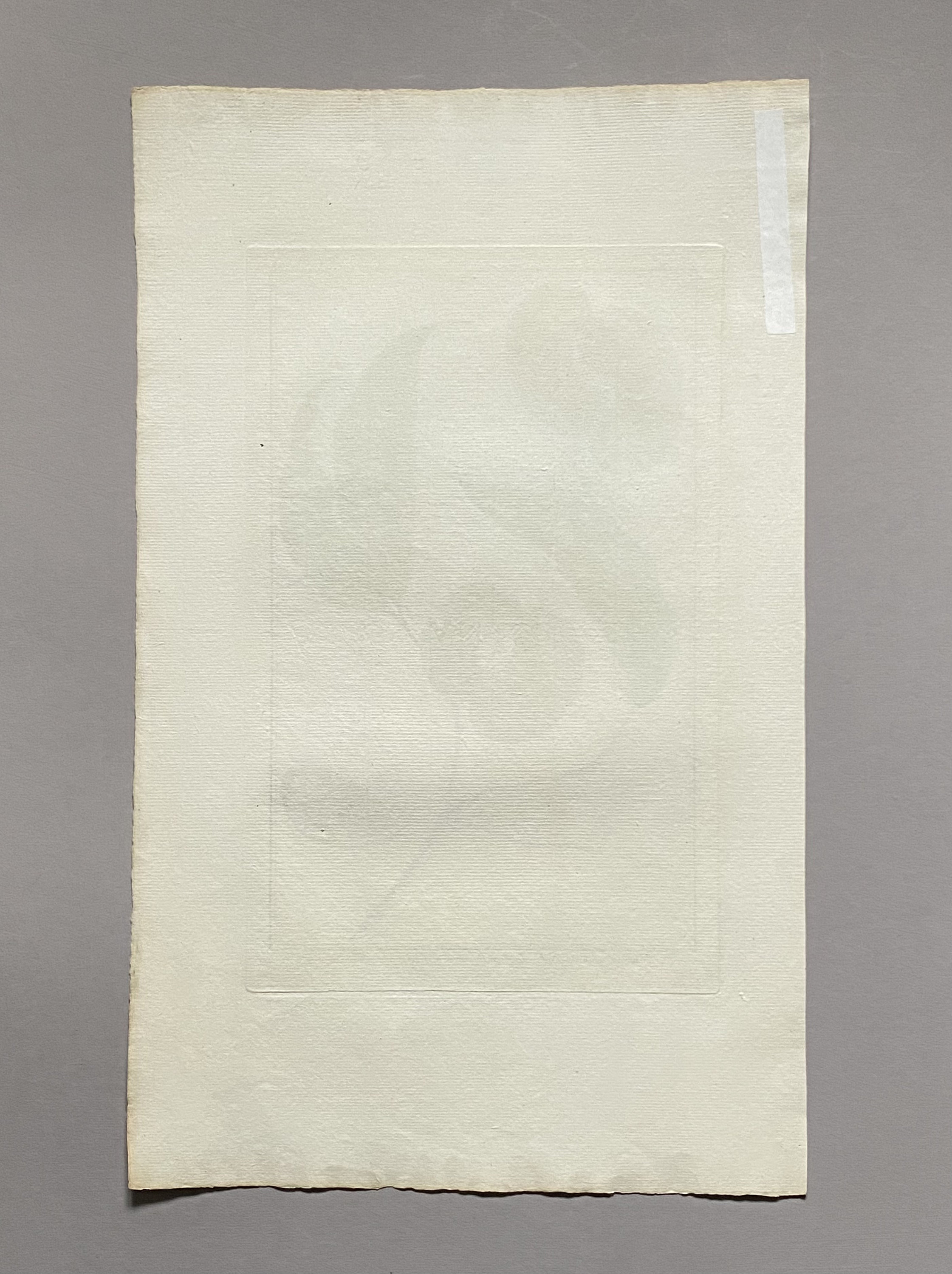 Mimosa Contorta. an Original Hand Coloured Copper Plate Engraving by