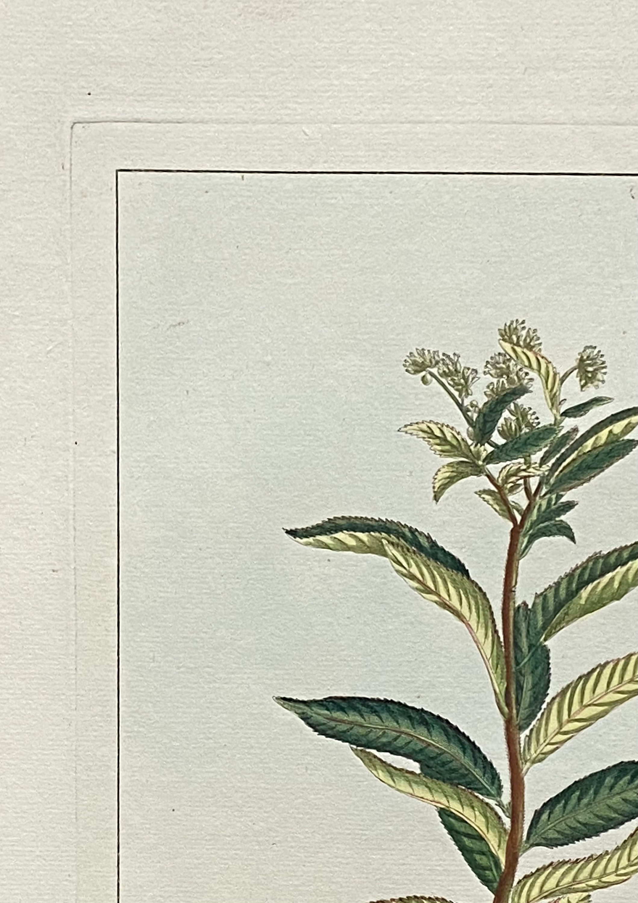 Penthorum Fedoides. an Original Hand Coloured Copper Plate Engraving by