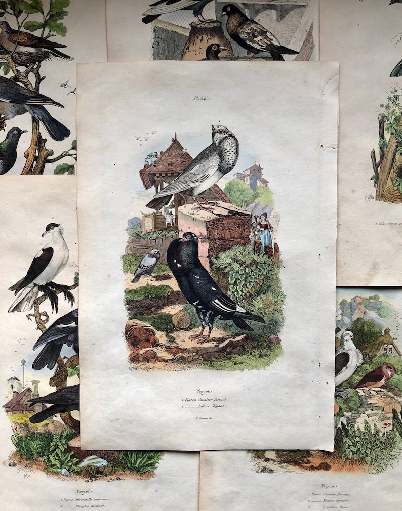 Six Antique Hand Coloured Lithographs 1830s From a French Dictionary Breeds of Pigeon. Engraved by Du Carre. Size: 28. X 18 cms. image 1