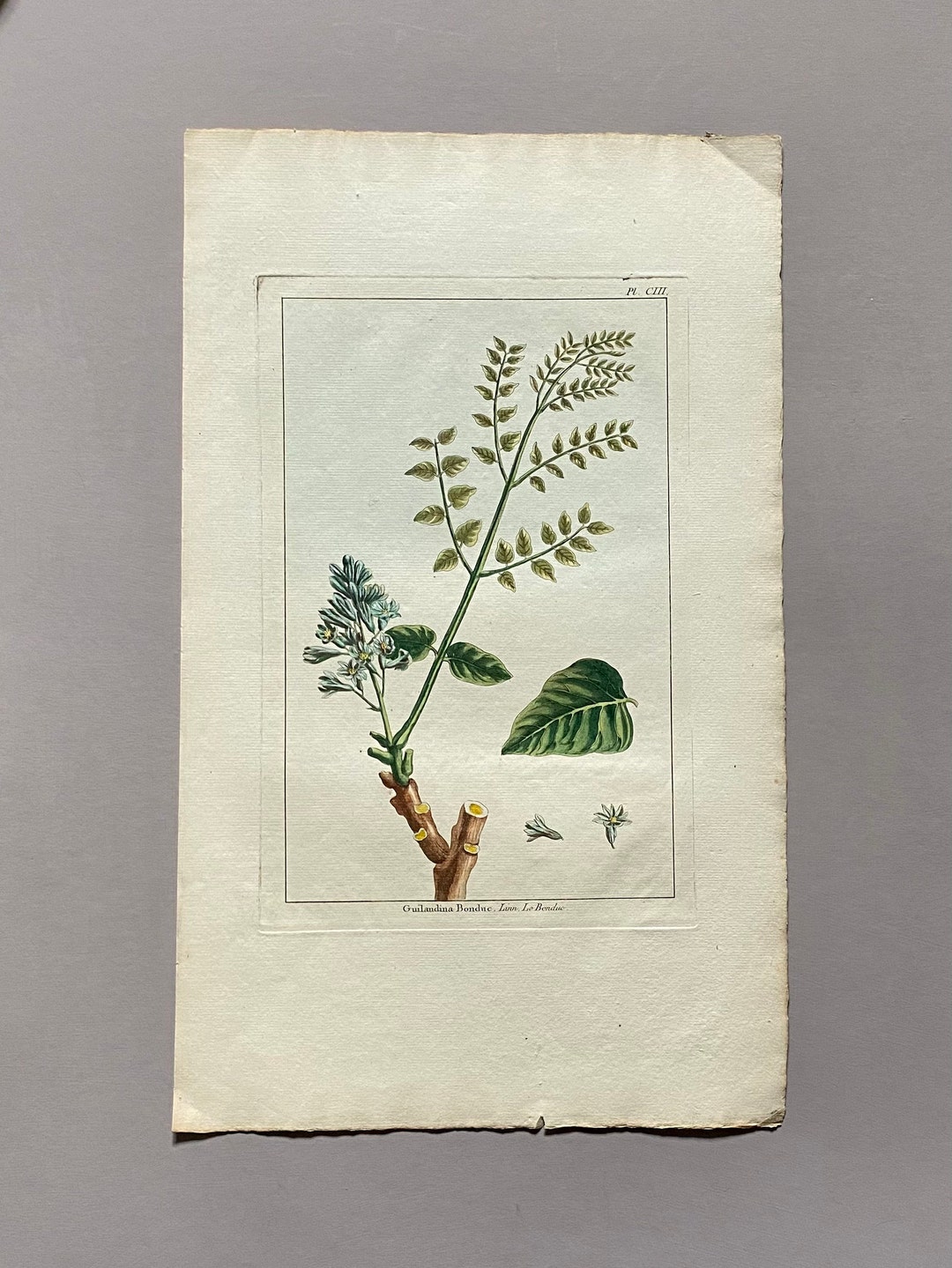 Guilandina Bonduc. an Original Hand Coloured Copper Plate Etsy