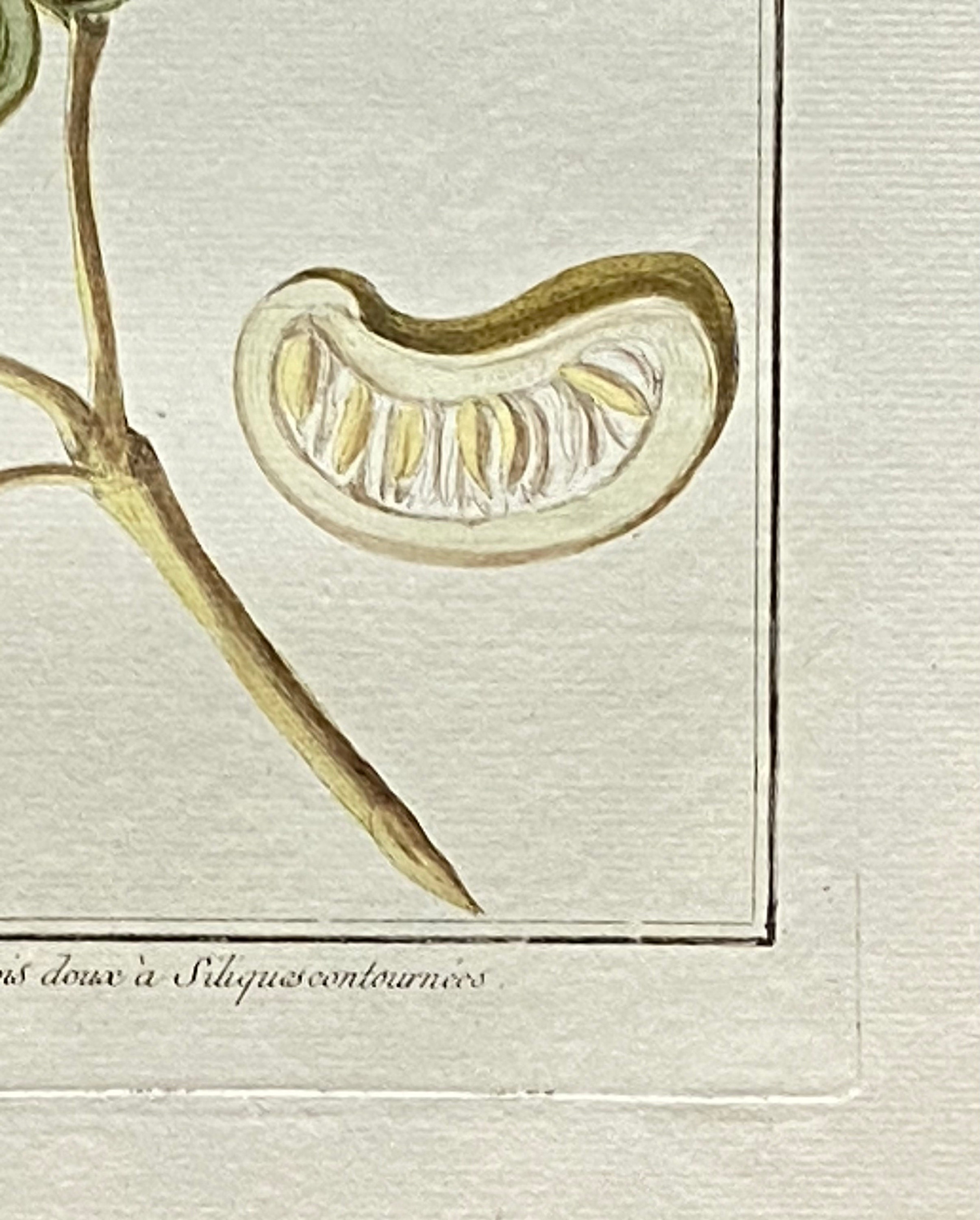 Mimosa Contorta. an Original Hand Coloured Copper Plate Engraving by