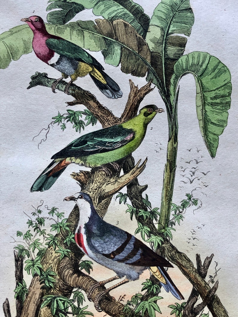 Six Antique Hand Coloured Lithographs 1830s From a French Dictionary Breeds of Pigeon. Engraved by Du Carre. Size: 28. X 18 cms. image 7